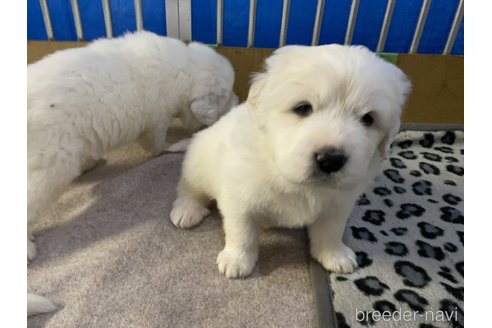成約済の千葉県のグレートピレニーズ-359422の18枚目